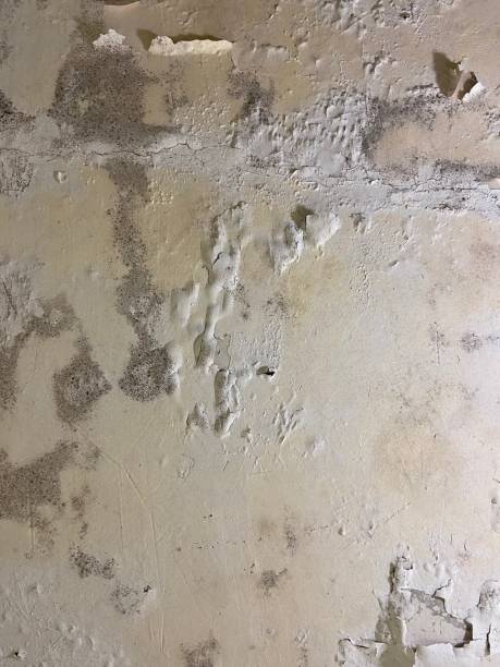 Trusted Pike Creek Valley, DE Mold Remediation Experts